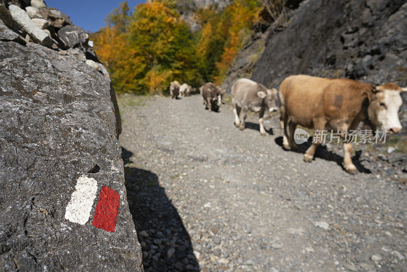 在Ordesa Hues的Bujaruelo的Ordiso山谷中行走的肉牛